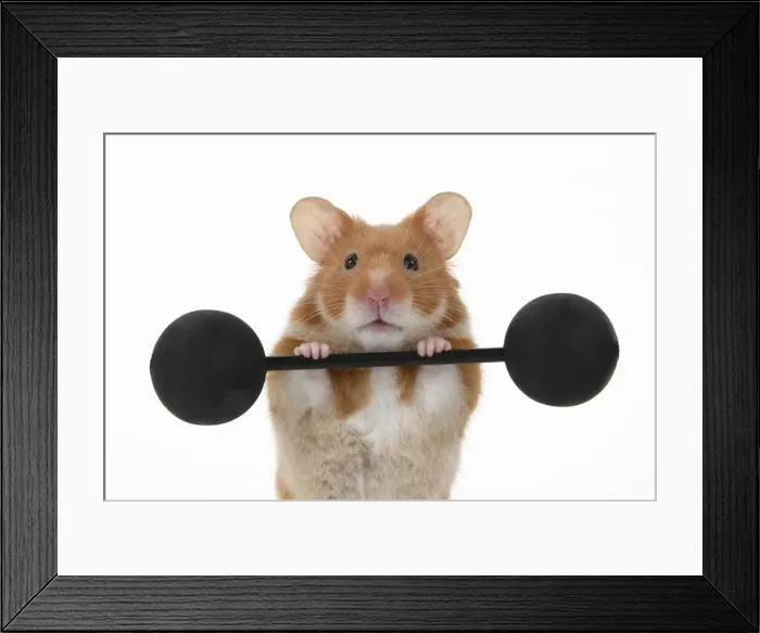 Framed Print : MAMMAL. Pet Hamster, lifting old fashioned weights, studio Framed Print : MAMMAL. Pet Hamster, lifting old fashioned weights, studio
