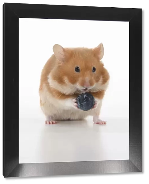 MAMMAL. Pet Hamster, eating, studio