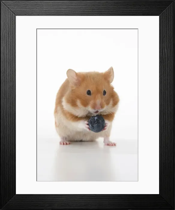 Framed Print : MAMMAL. Pet Hamster, eating, studio