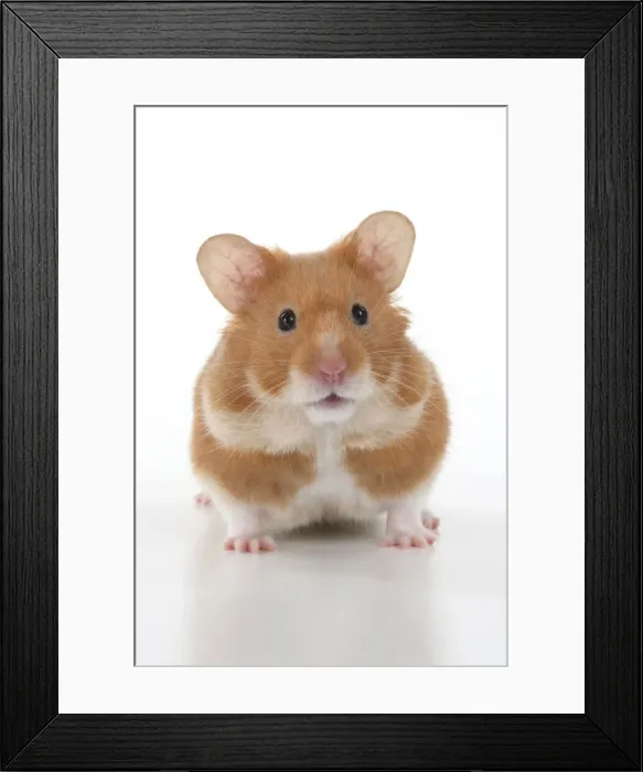 Framed Print : MAMMAL. Pet Hamster, looking cute, studio Framed Print : MAMMAL. Pet Hamster, looking cute, studio