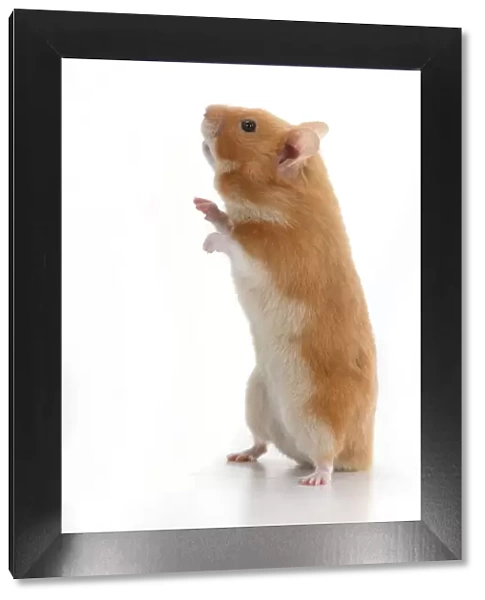 MAMMAL. Pet Hamster, standing on back legs, looking around, studio