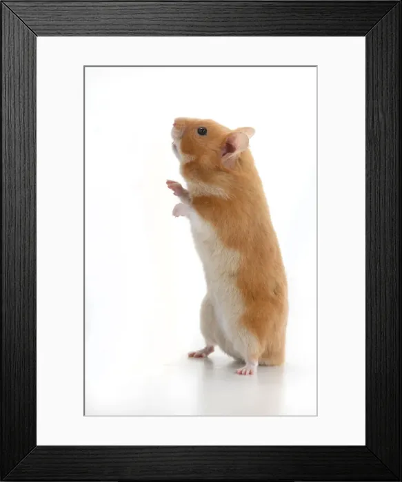 Framed Print : MAMMAL. Pet Hamster, standing on back legs, looking around, studio Framed Print : MAMMAL. Pet Hamster, standing on back legs, looking around, studio