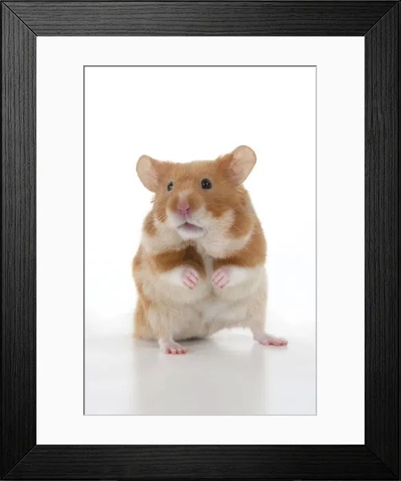 Framed Print : MAMMAL. Pet Hamster, standing on back legs, looking around, studio Framed Print : MAMMAL. Pet Hamster, standing on back legs, looking around, studio