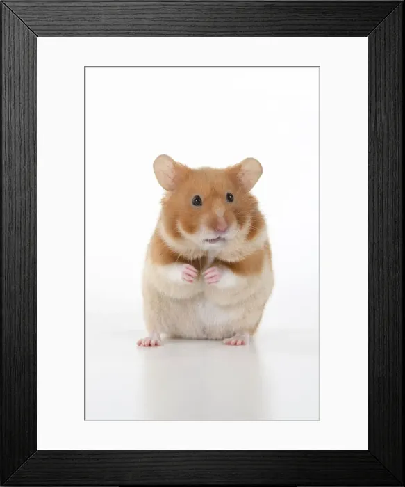 Framed Print : MAMMAL. Pet Hamster, standing on back legs, looking cute, studio Framed Print : MAMMAL. Pet Hamster, standing on back legs, looking cute, studio