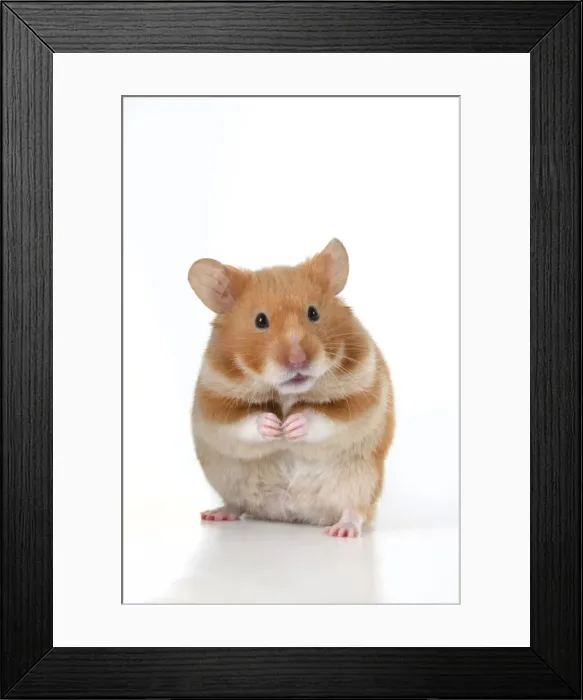 Framed Print : MAMMAL. Pet Hamster, standing on back legs, looking cute, studio Framed Print : MAMMAL. Pet Hamster, standing on back legs, looking cute, studio