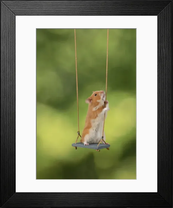 Framed Print : MAMMAL. Pet Hamster, sitting on a garden swing, studio Framed Print : MAMMAL. Pet Hamster, sitting on a garden swing, studio
