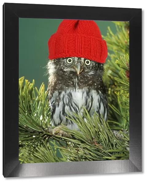 Northern Pygmy Owl, close-up on branch wearing red woolly hat