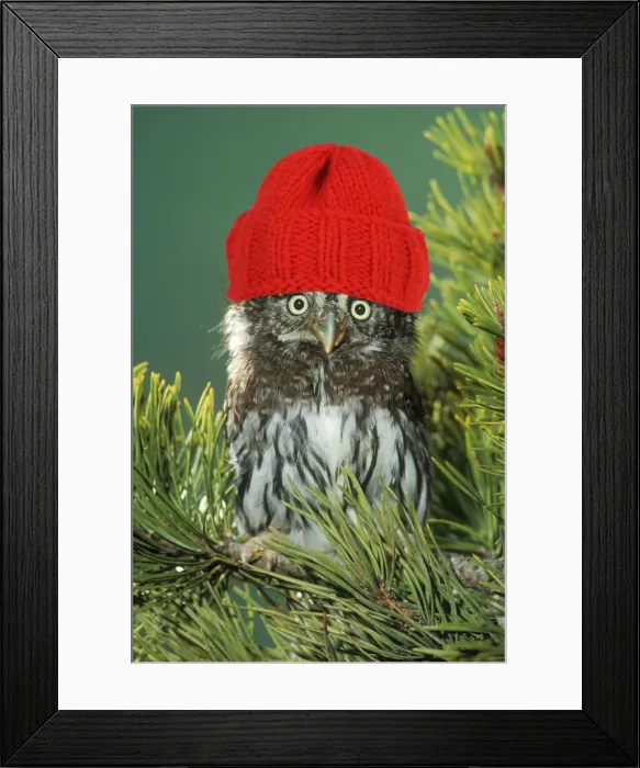 Framed Print : Northern Pygmy Owl, close-up on branch wearing red woolly hat Framed Print : Northern Pygmy Owl, close-up on branch wearing red woolly hat