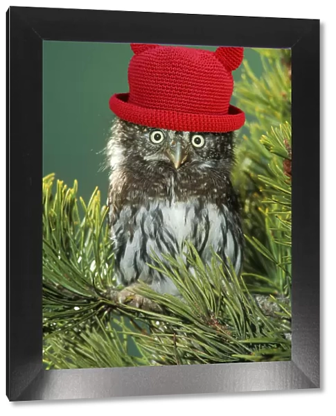 Northern Pygmy Owl, close-up on branch wearing red hat with ears