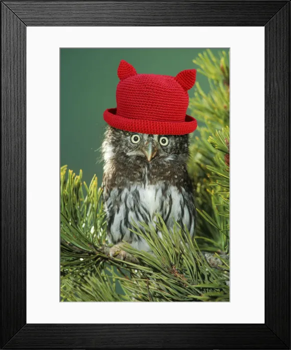 Framed Print : Northern Pygmy Owl, close-up on branch wearing red hat with ears Framed Print : Northern Pygmy Owl, close-up on branch wearing red hat with ears