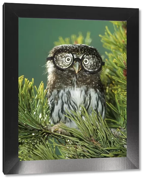 Northern Pygmy Owl, close-up on branch wearing glasses Dist. South Alaska to Guatamala