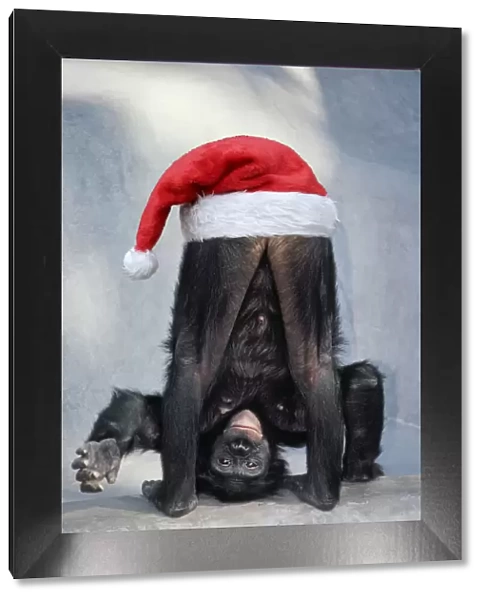 KFO-1193. Pygmy  /  Bonobo Chimpanzee, mooning keeper for attention with Christmas hat Date