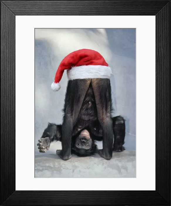 Framed Print : KFO-1193. Pygmy / Bonobo Chimpanzee, mooning keeper for attention with Christmas hat Date Framed Print : KFO-1193. Pygmy / Bonobo Chimpanzee, mooning keeper for attention with Christmas hat Date