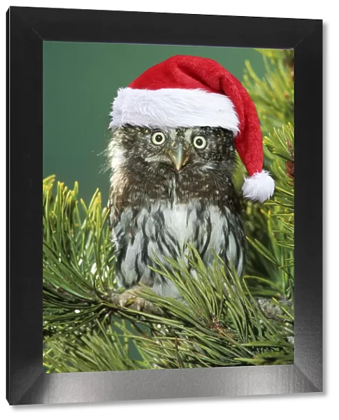 Northern Pygmy Owl, close-up on branch wearing Christmas hat Dist. South Alaska to Guatamala