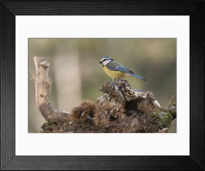 Framed Print : NFP 1182. Portrait of Eurasian blue tit, (Cyanistes caeruleus) searching Framed Print : NFP 1182. Portrait of Eurasian blue tit, (Cyanistes caeruleus) searching