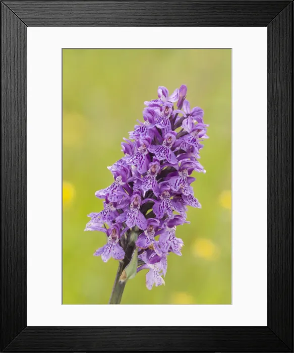 Framed Print : NFP 1189. Inflorescence detail of the heath spotted-orchid Framed Print : NFP 1189. Inflorescence detail of the heath spotted-orchid