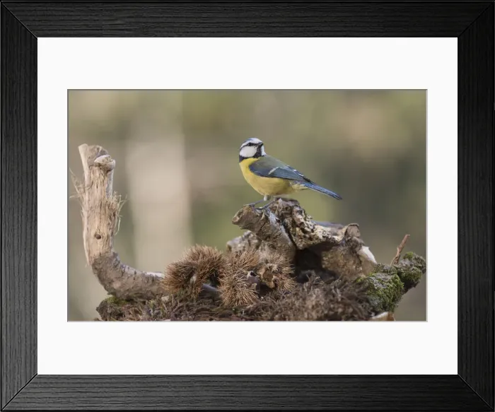 Framed Print : NFP 1184. Portrait of Eurasian blue tit, (Cyanistes caeruleus) searching Framed Print : NFP 1184. Portrait of Eurasian blue tit, (Cyanistes caeruleus) searching
