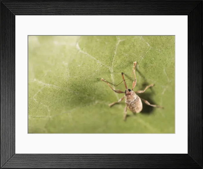 Framed Print : NFP 1176. European chestnut weevil (Curculio elephas) walking on greeen leaf Framed Print : NFP 1176. European chestnut weevil (Curculio elephas) walking on greeen leaf