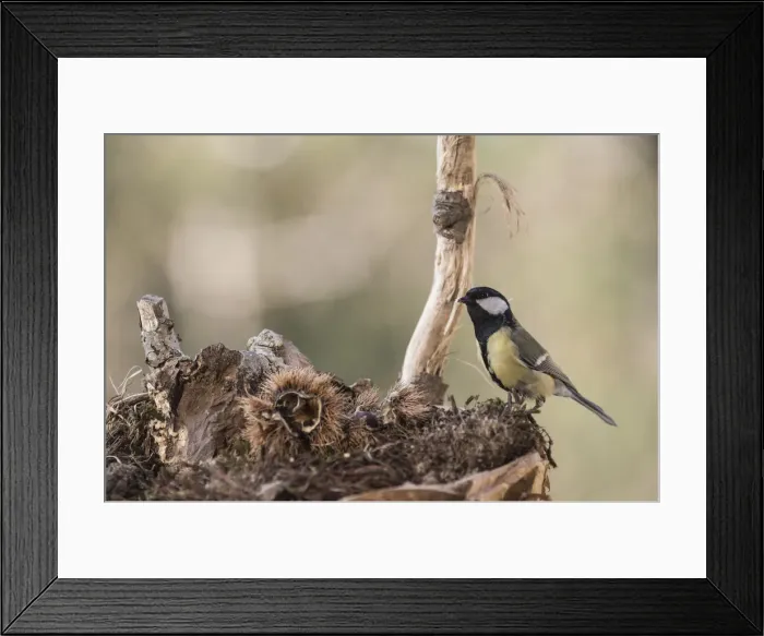 Framed Print : NFP 1179. Portrait of Great tit (Parus major) searching food in the underbrush Framed Print : NFP 1179. Portrait of Great tit (Parus major) searching food in the underbrush