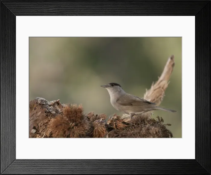 Framed Print : NFP 1186. Portrait of an adult male of Eurasian blackcap Framed Print : NFP 1186. Portrait of an adult male of Eurasian blackcap