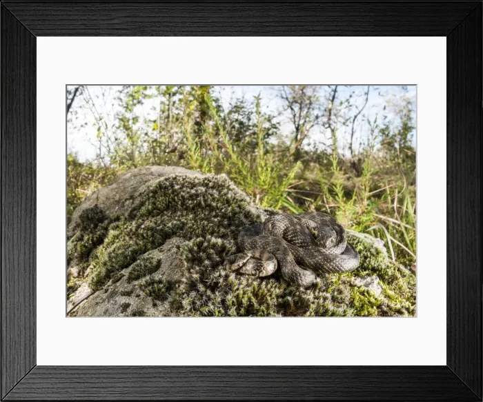 Framed Print : NFP 1197. Viperine water snake (Natrix maura) basking on moss in habitat Framed Print : NFP 1197. Viperine water snake (Natrix maura) basking on moss in habitat