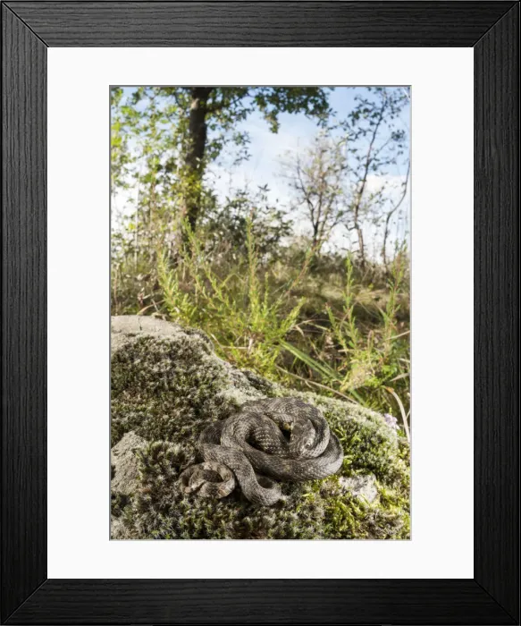Framed Print : NFP 1199. Viperine water snake (Natrix maura) basking on moss in habitat Framed Print : NFP 1199. Viperine water snake (Natrix maura) basking on moss in habitat