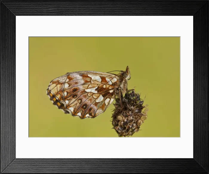 Framed Print : NFP 1187. Weavers fritillary (Boloria dia) resting on unknown plant, Piedmont, Italy Date Framed Print : NFP 1187. Weavers fritillary (Boloria dia) resting on unknown plant, Piedmont, Italy Date