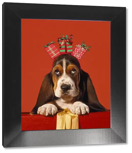 ME-941-C. Basset Hound Dog, puppy with presents Date: 25-Apr-12