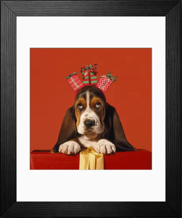 Framed Print : ME-941-C. Basset Hound Dog, puppy with presents Date: 25-Apr-12 Framed Print : ME-941-C. Basset Hound Dog, puppy with presents Date: 25-Apr-12