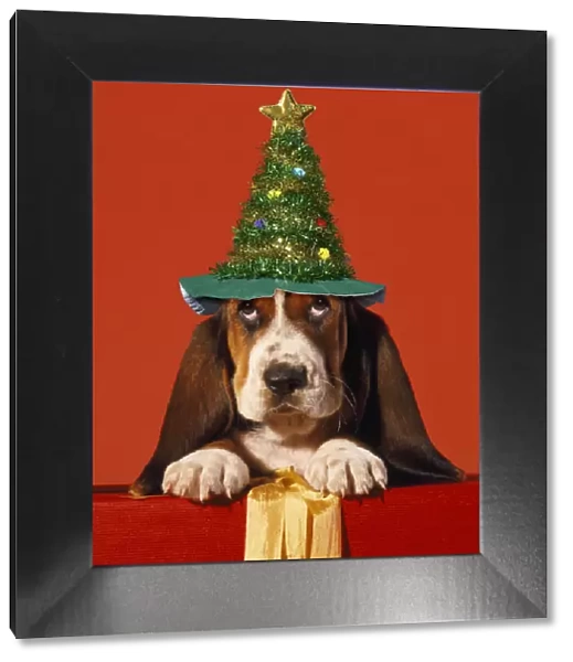 ME-941-C. Basset Hound Dog, puppy with presents and Christmas hat Date: 25-Apr-12