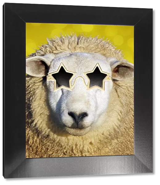 PAB-35-M. Sheep - in star shaped gold sun-glasses