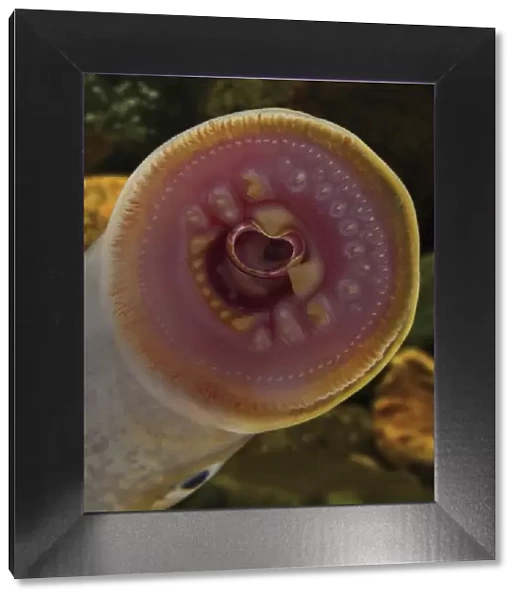 European river lamprey, Lampetra fluviatilis. Mouth detail. Is found in coastal waters around almost all of Europe from the north-west Mediterranean Sea north to the lakes of Finland, Scotland, Norway (Lake Mjosa), Wales, and Russia