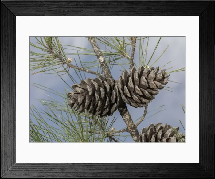 Framed Print : RBG18-0902 Framed Print : RBG18-0902