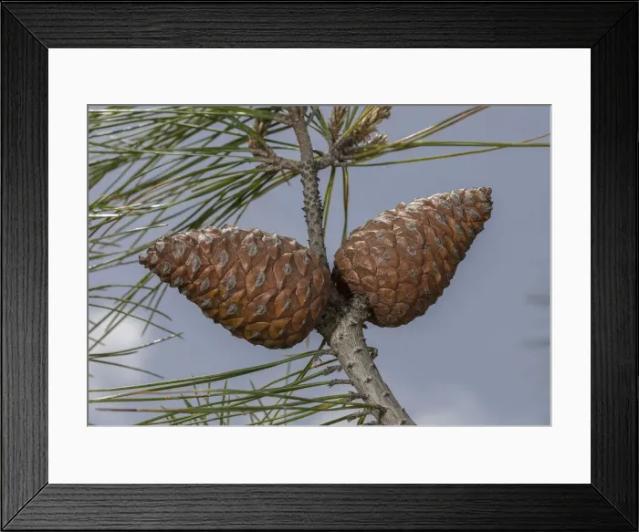 Framed Print : RBG18-0906 Framed Print : RBG18-0906