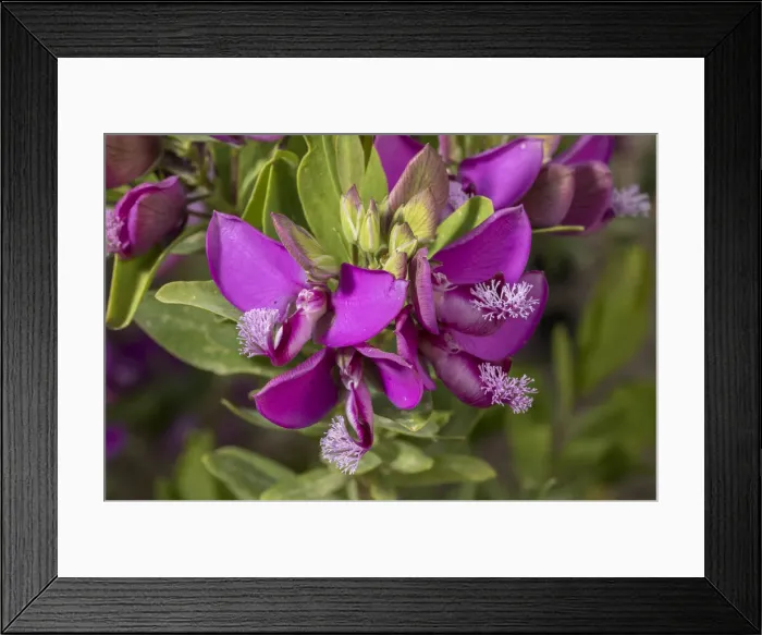 Framed Print : RBG18-0987