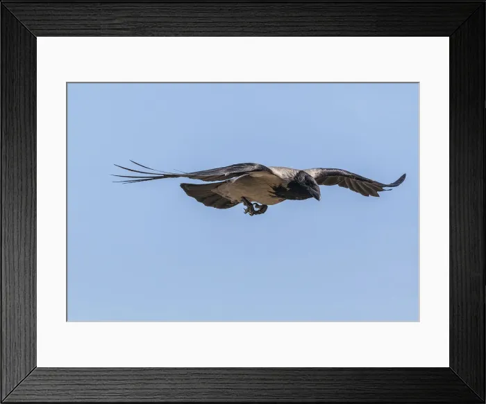 Framed Print : RBG18-1222 Framed Print : RBG18-1222