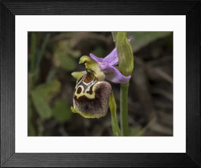Framed Print : RBG18-1251 Framed Print : RBG18-1251