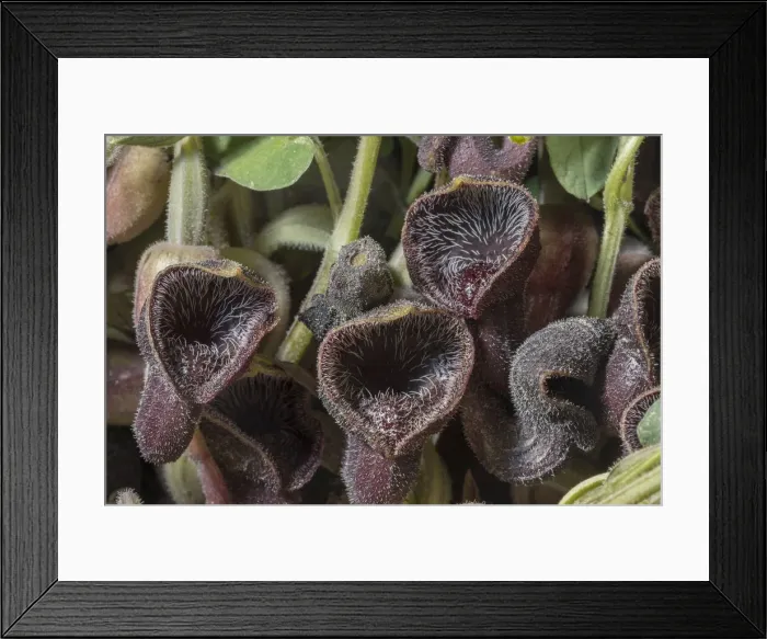Framed Print : RBG18-1505 Framed Print : RBG18-1505