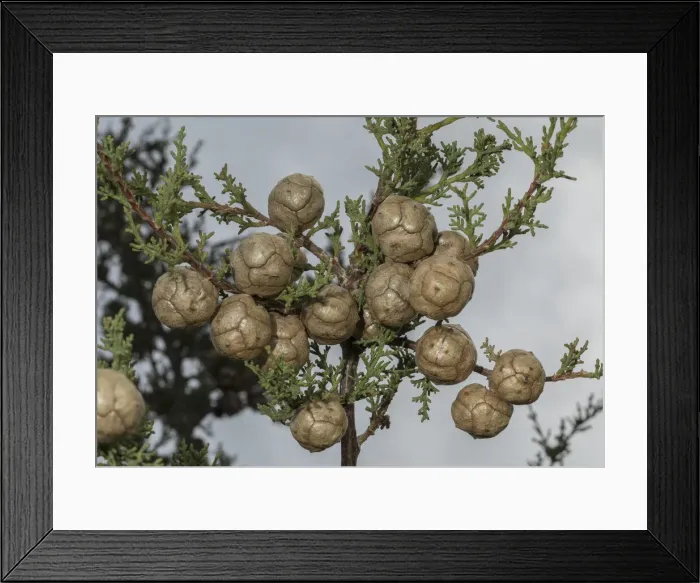 Framed Print : RBG18-1515 Framed Print : RBG18-1515