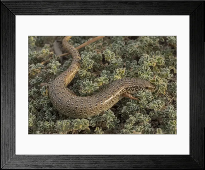 Framed Print : RBG18-1646 Framed Print : RBG18-1646