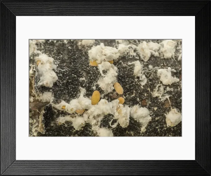 Framed Print : RBG18-1659 Framed Print : RBG18-1659