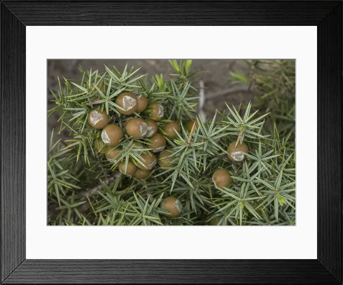 Framed Print : RBG18-1701