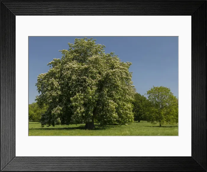 Framed Print : RBG18-2246 Framed Print : RBG18-2246