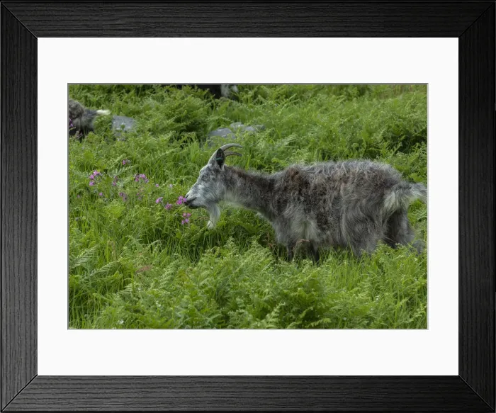 Framed Print : RBG18-2620 Framed Print : RBG18-2620