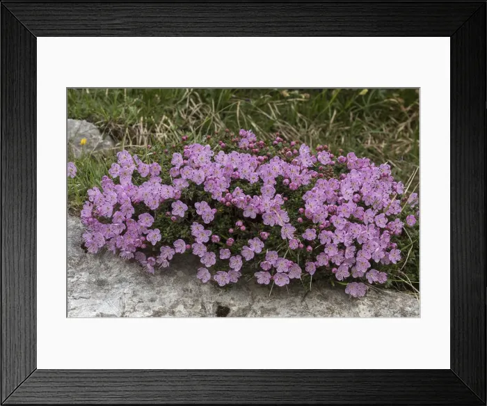 Framed Print : RBG18-2908 Framed Print : RBG18-2908