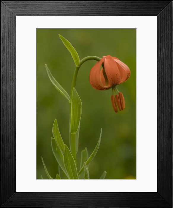 Framed Print : RBG18-3027 Framed Print : RBG18-3027