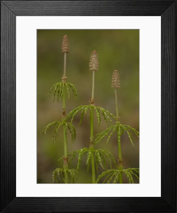 Framed Print : RBG18-3491