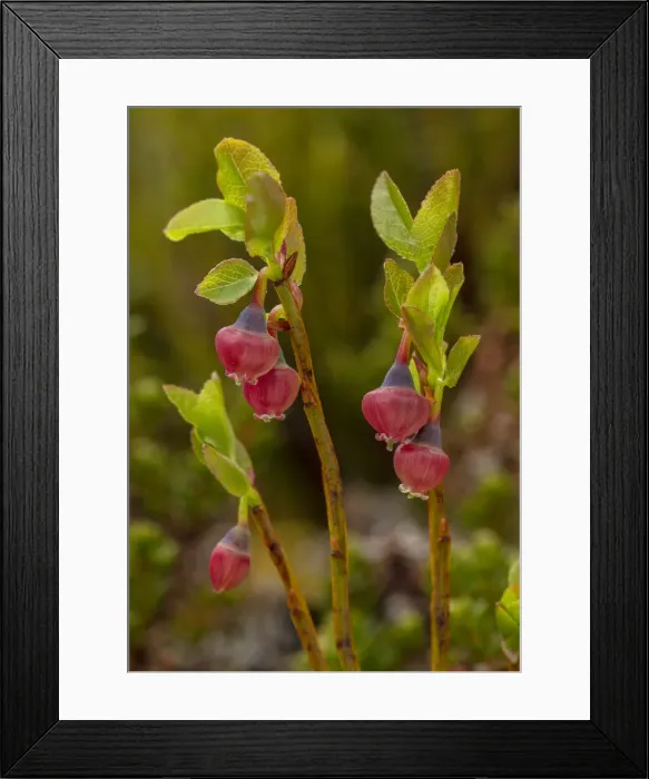 Framed Print : RBG18-3644 Framed Print : RBG18-3644