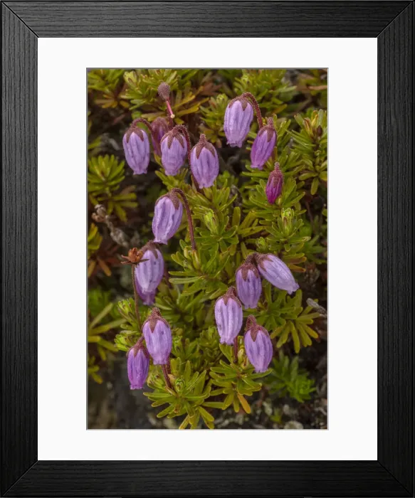 Framed Print : RBG18-3661 Framed Print : RBG18-3661