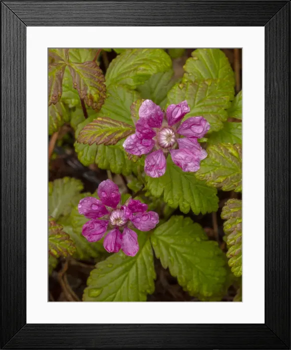 Framed Print : RBG18-3880 Framed Print : RBG18-3880